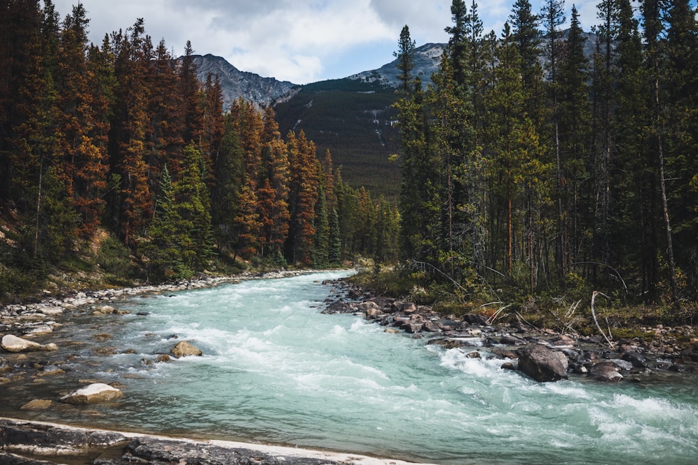 Rivière qui coule