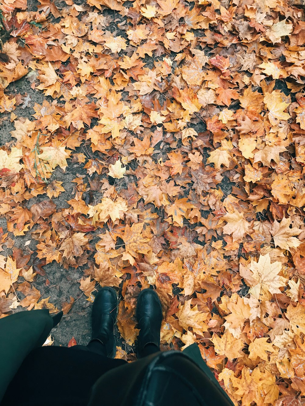 brown maple leaves