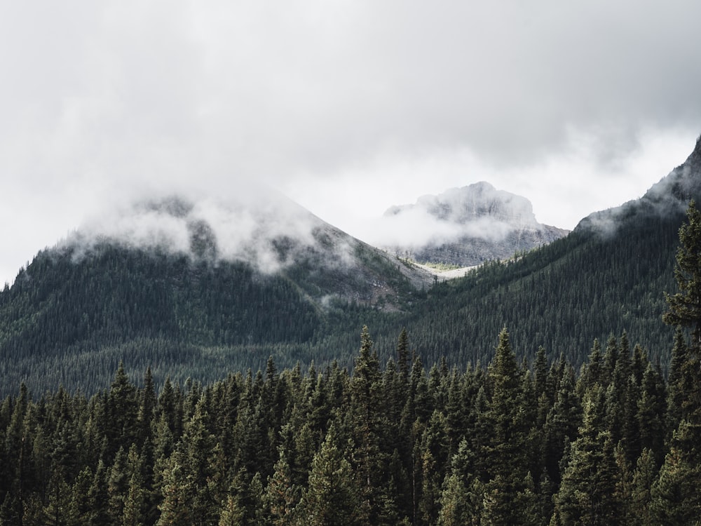 fog over trees and mountains