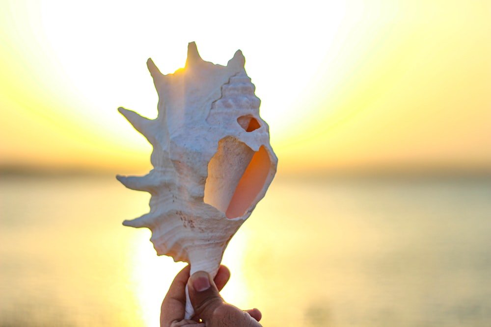 white conch shell