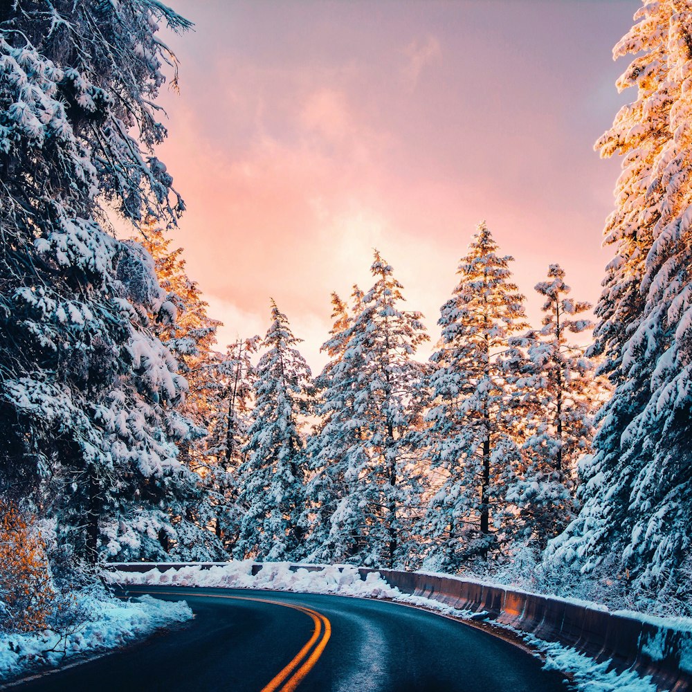 photography of empty winding road surrounded by pine trees covered by snow durnig daytime