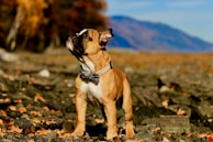 A small dog with a light brown coat and black markings stands confidently on a rocky surface. It wears a black and white polka dot bow tie, looking upward. The background features a scenic autumn landscape with blurred trees in warm hues and a mountain under a clear blue sky.