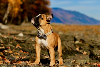 A small dog with a light brown coat and black markings stands confidently on a rocky surface. It wears a black and white polka dot bow tie, looking upward. The background features a scenic autumn landscape with blurred trees in warm hues and a mountain under a clear blue sky.