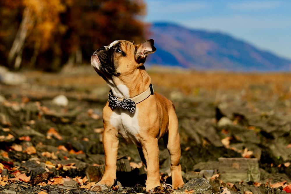 brown smooth coat puppy