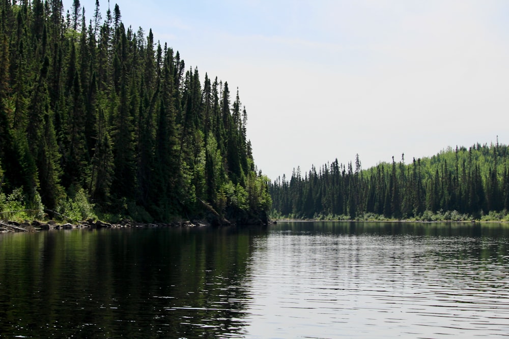 pine trees beside calm body of water