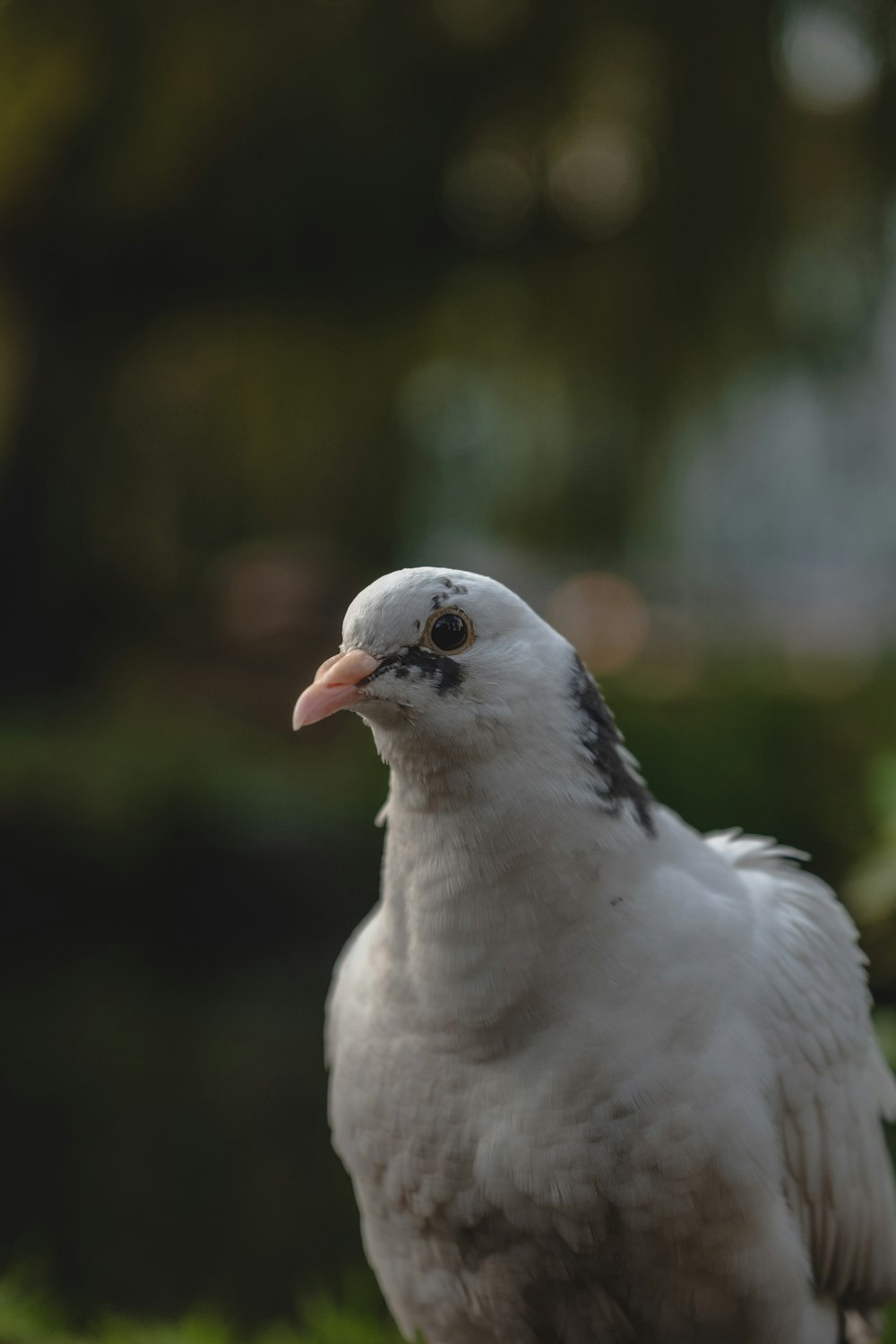 selective focus photography of white and gray pigeon