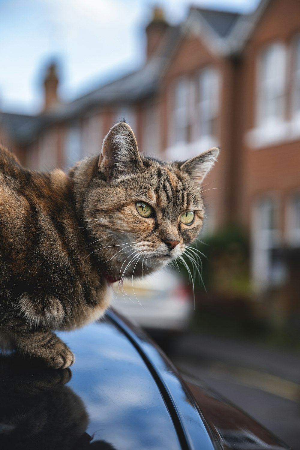 brown cat