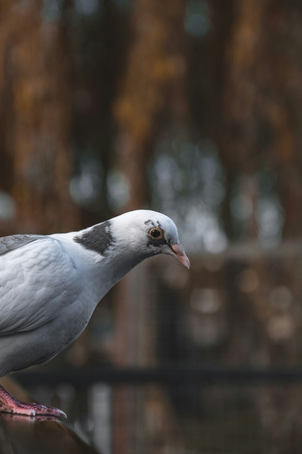 grey pigeon