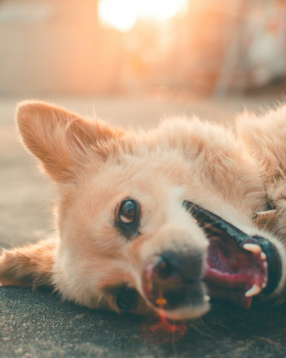 Fotografia de foco seletivo de cachorro marrom deitado no chão