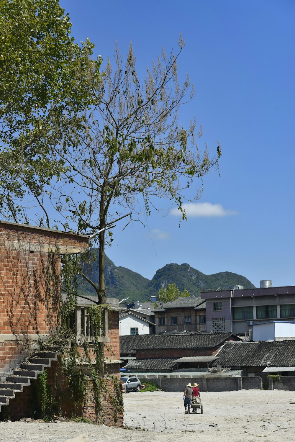 green leafed tree beside house