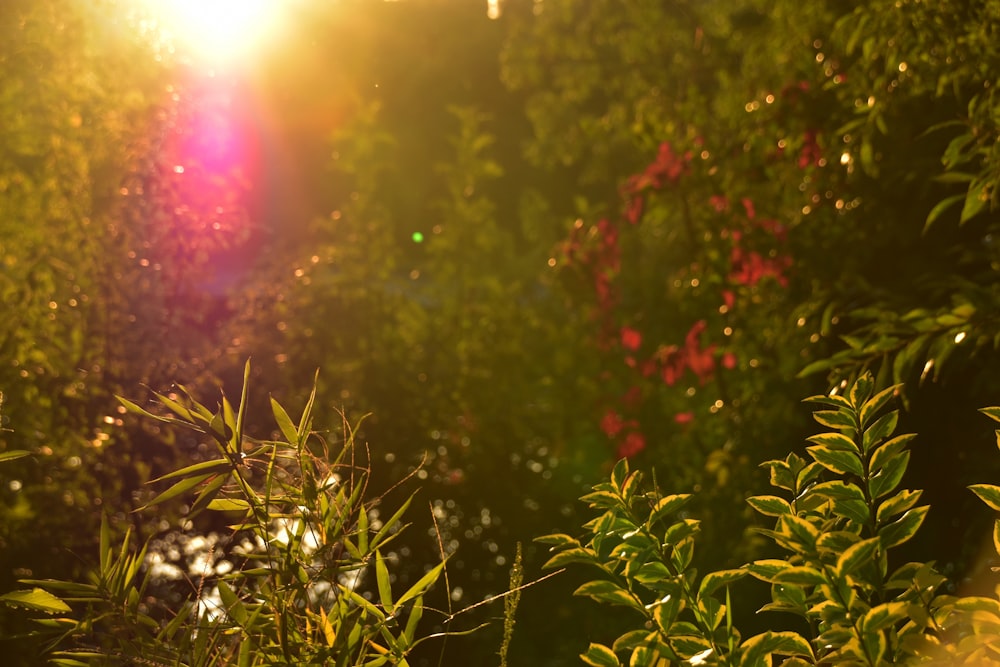 the sun is shining through the trees and bushes