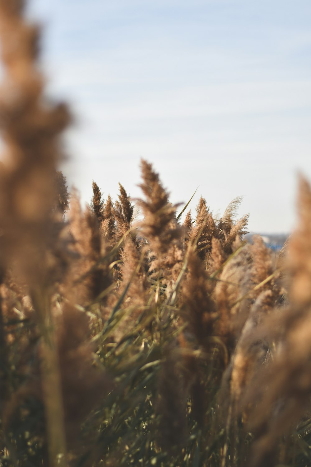 wheat field