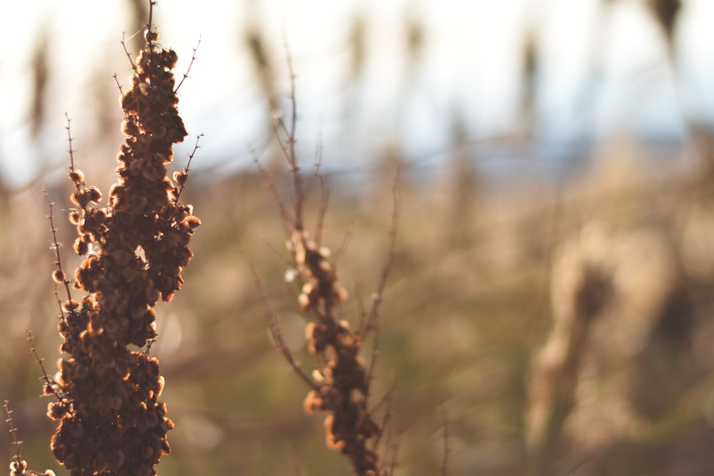 selective focus photography of brown-leafed plant