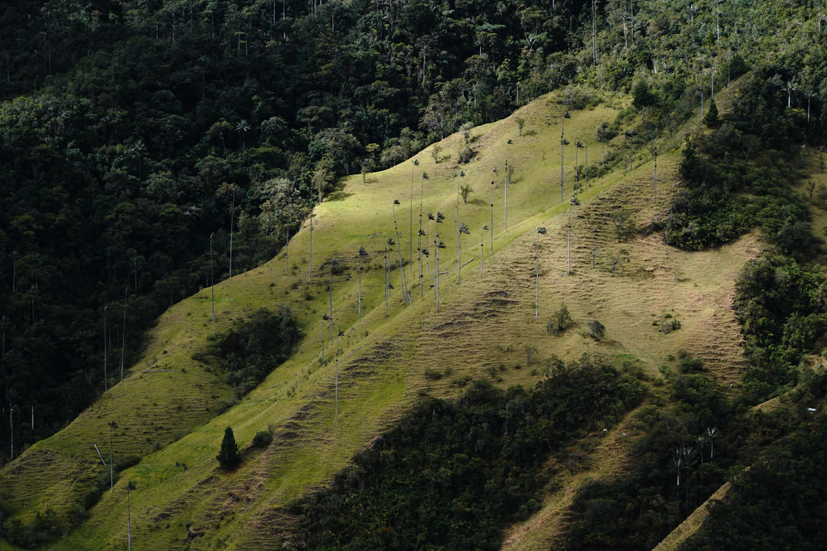 Wax palm trees in Valle de Cocora, Colombia