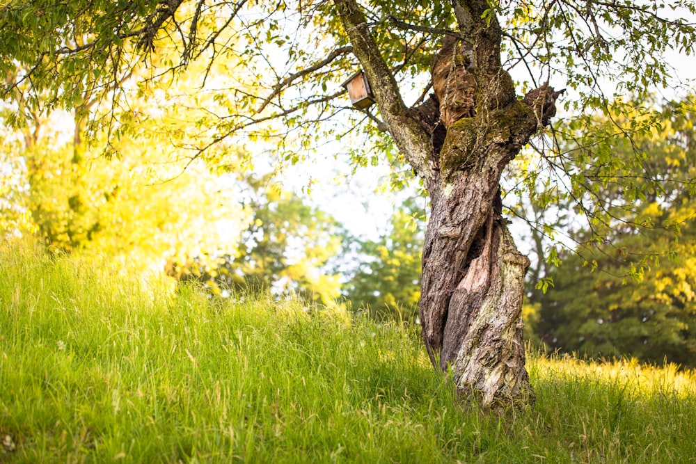 tall tree