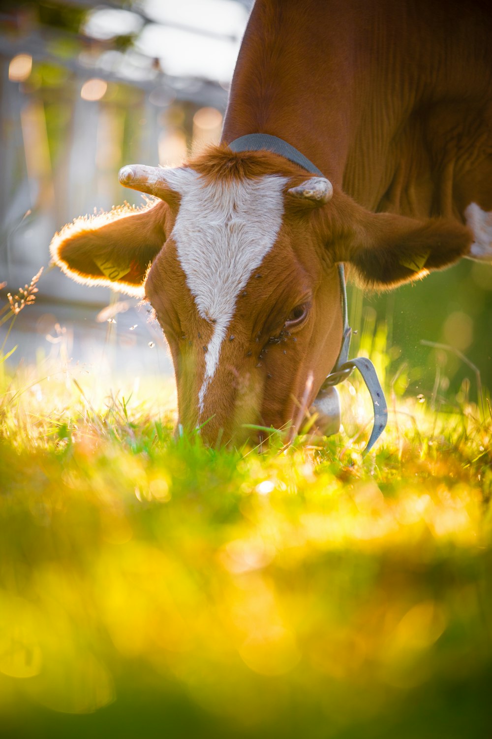 Cow grass