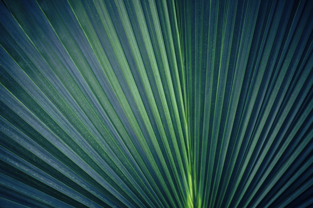 a close up view of a green leaf