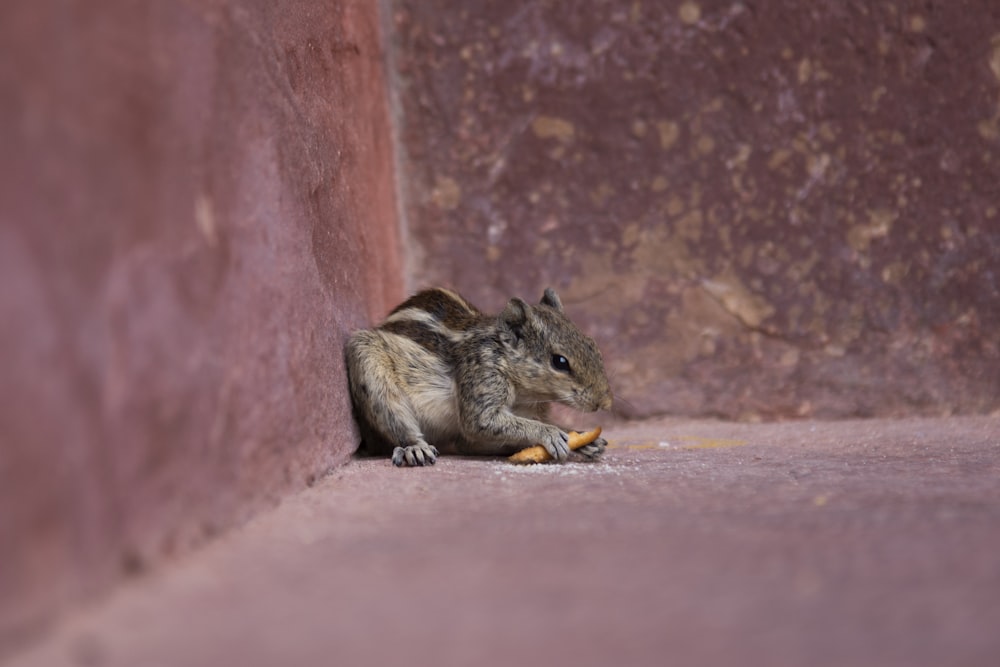 brown squirrel