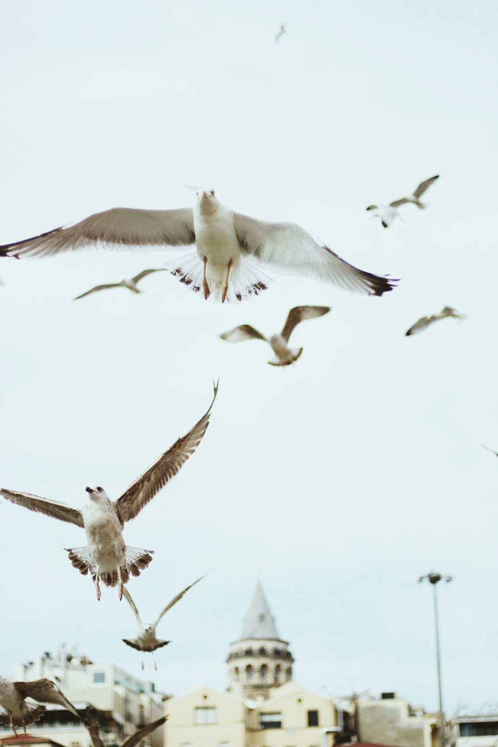 flight of white pigeons