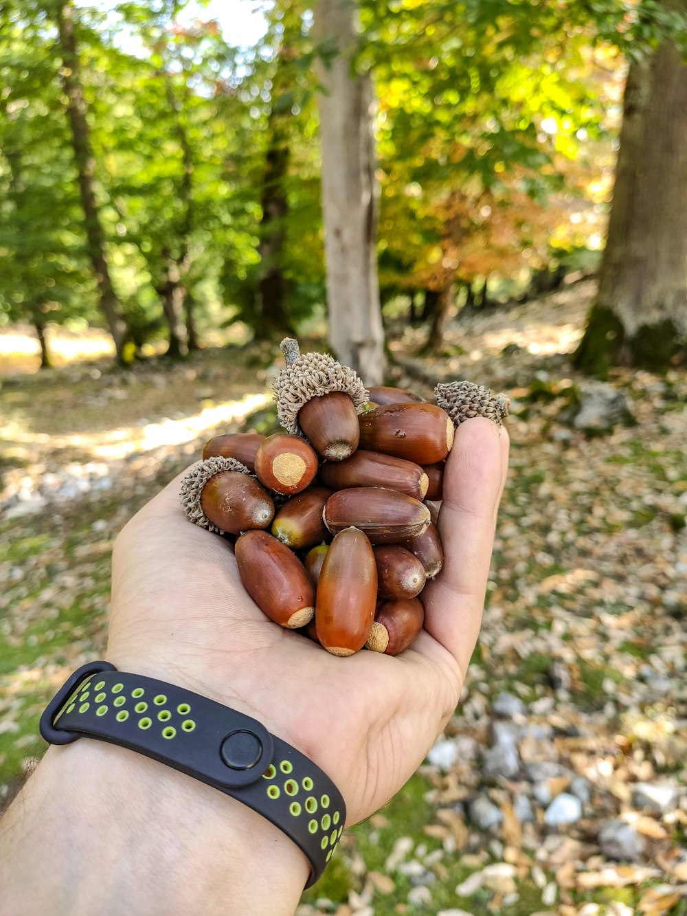 person holding brown nuts