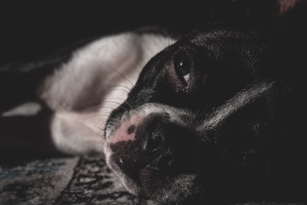 black and white dog