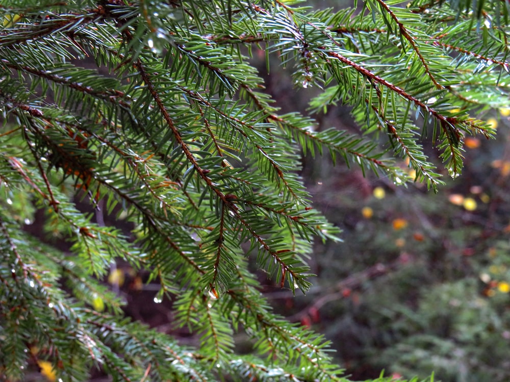 close up photography of green pine trees