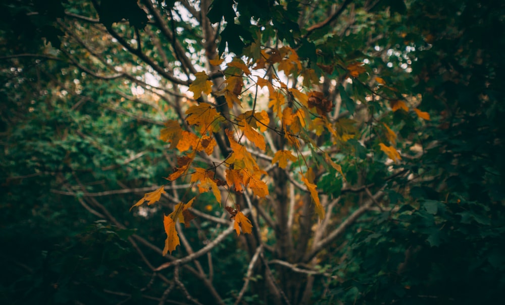 shallow focus photo of orange leaves