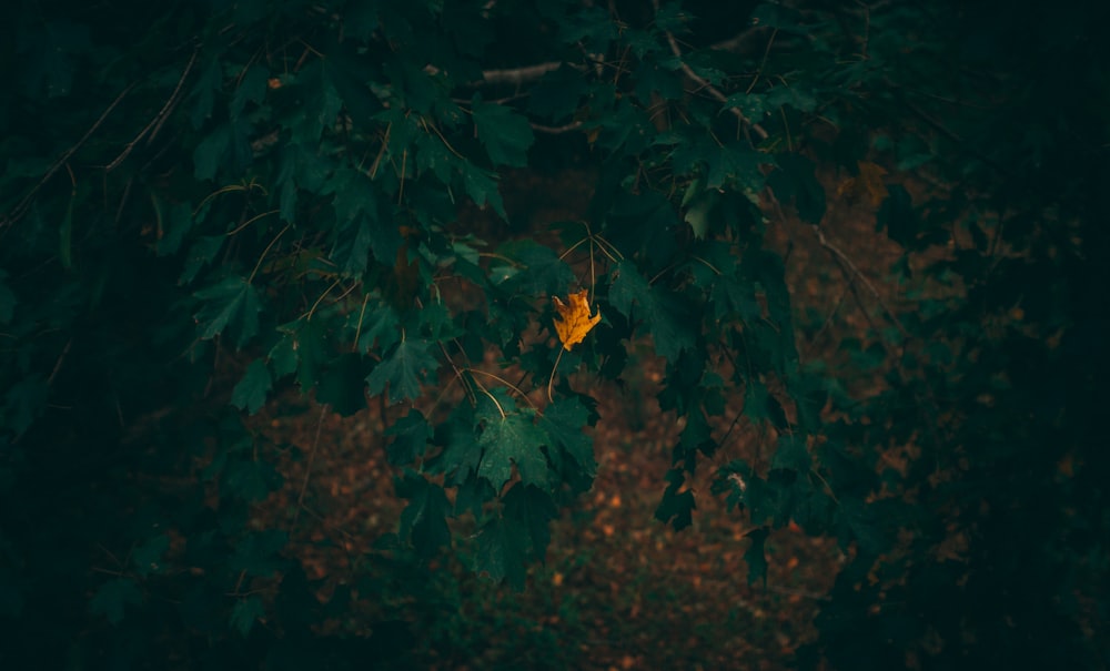 green leaf tree