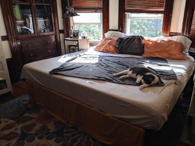 white and black cat on bed