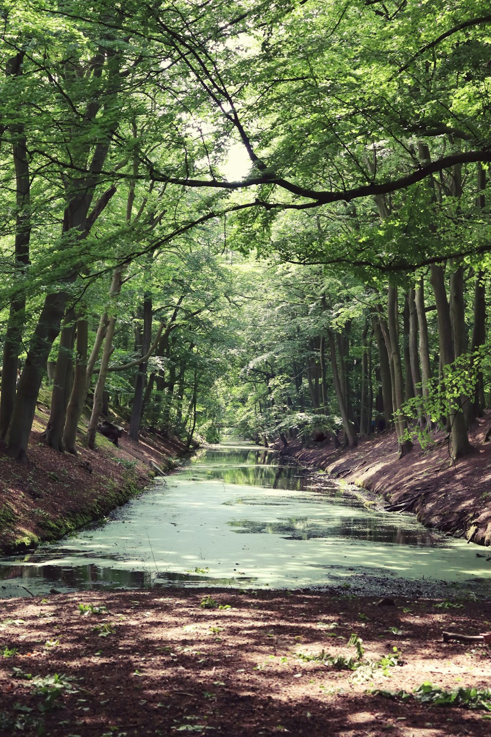 green trees beside calm body of water