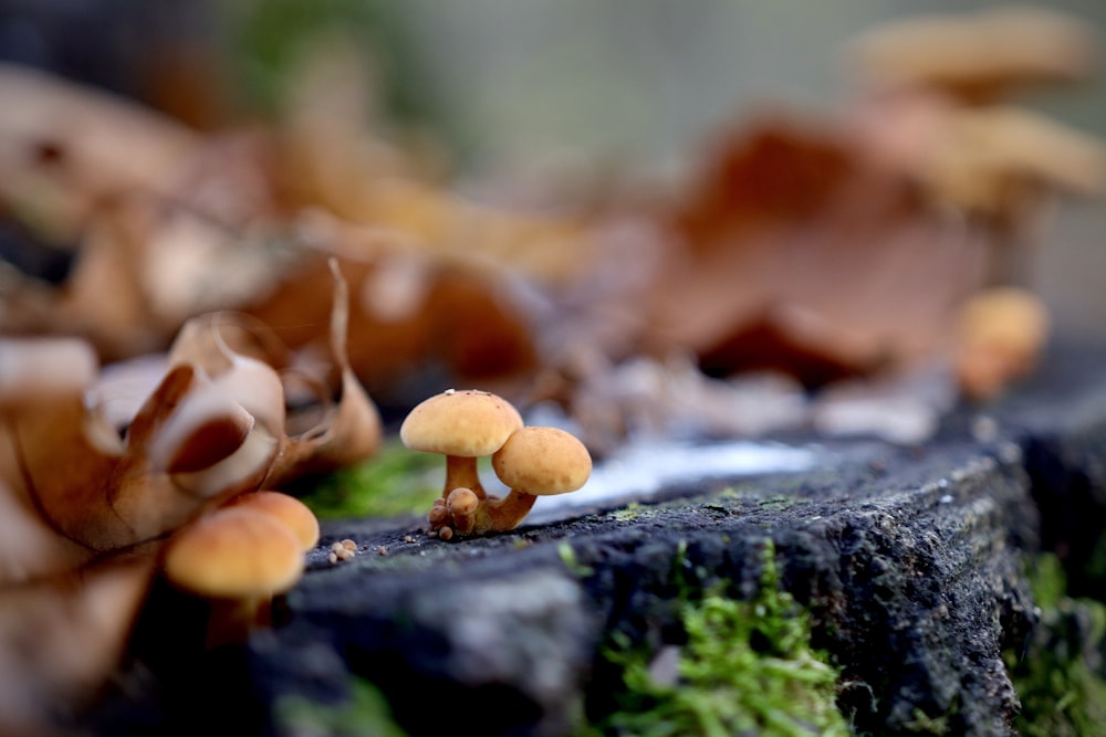 close up photography of orange mushrooms