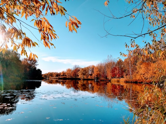 reflection of brown trees on water under blue sky in Parc Angrignon Canada