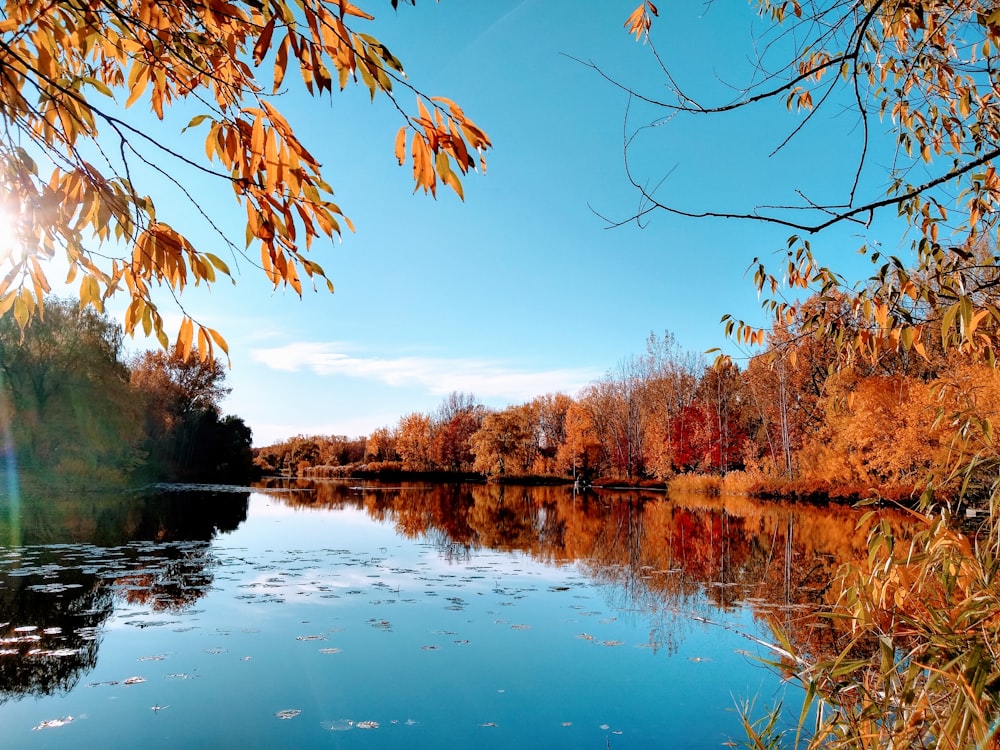 reflection of brown trees on water under blue sky