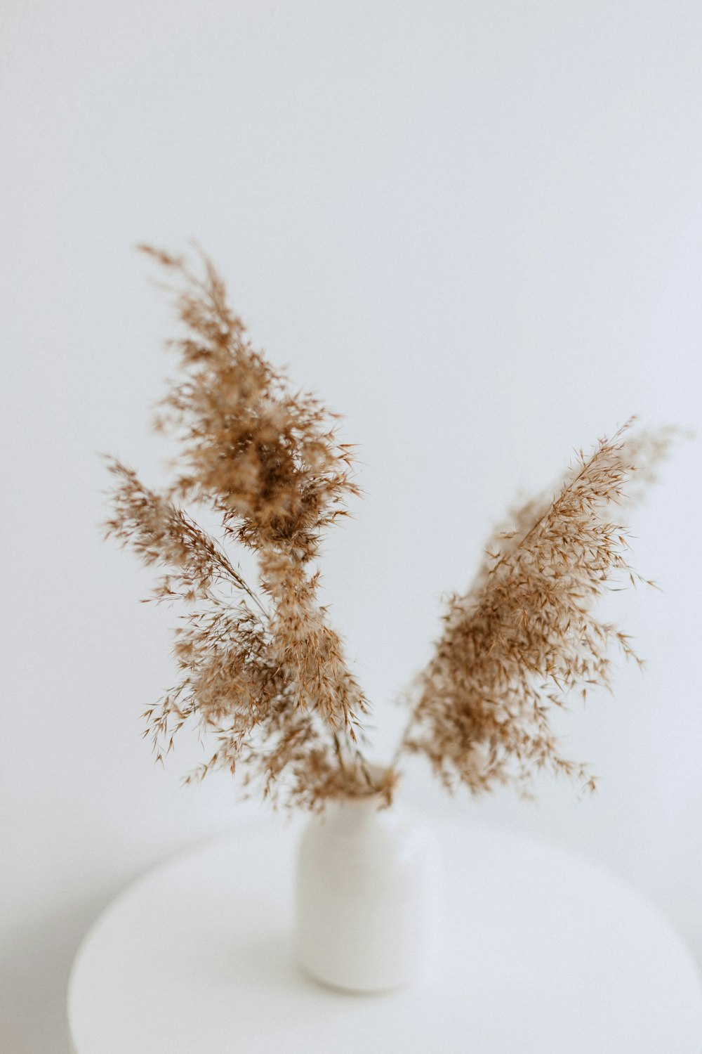 brown decorative plant in white vase