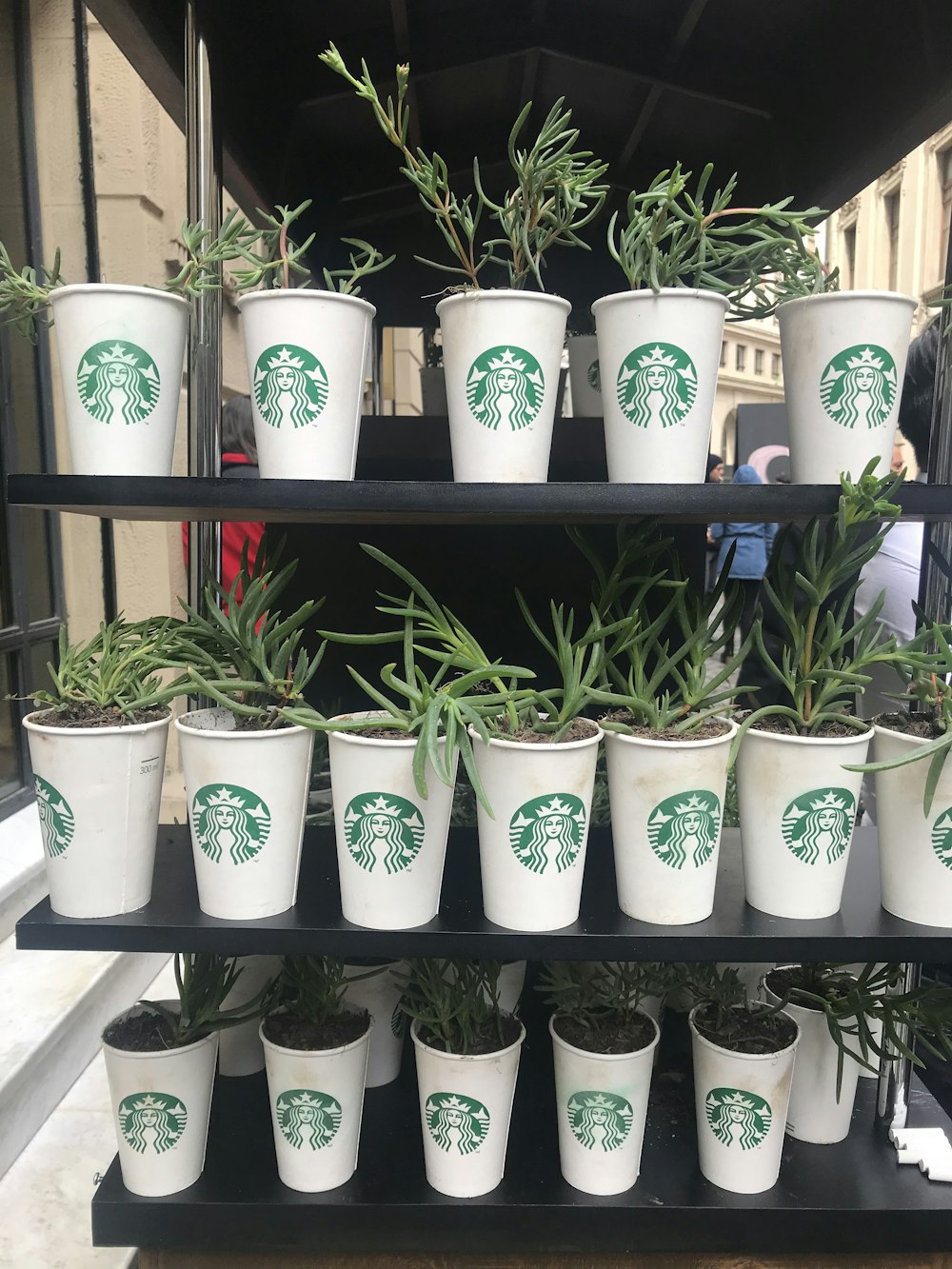 green plants planted on Starbucks cups