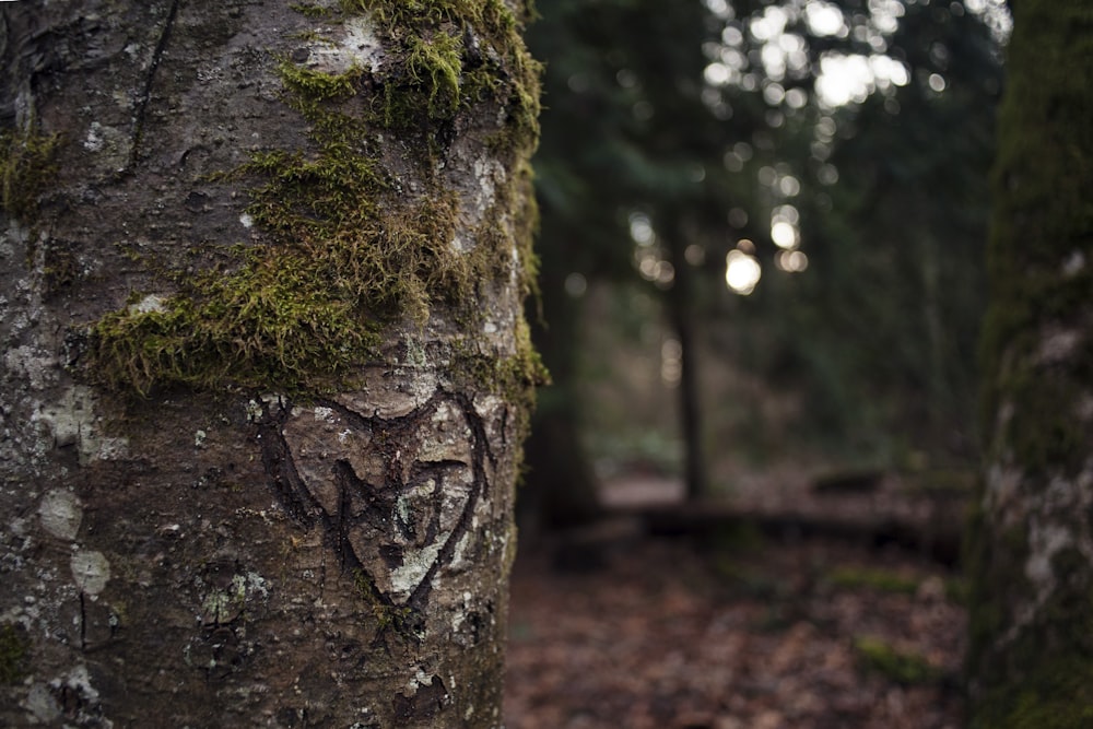 un corazón tallado en la corteza de un árbol