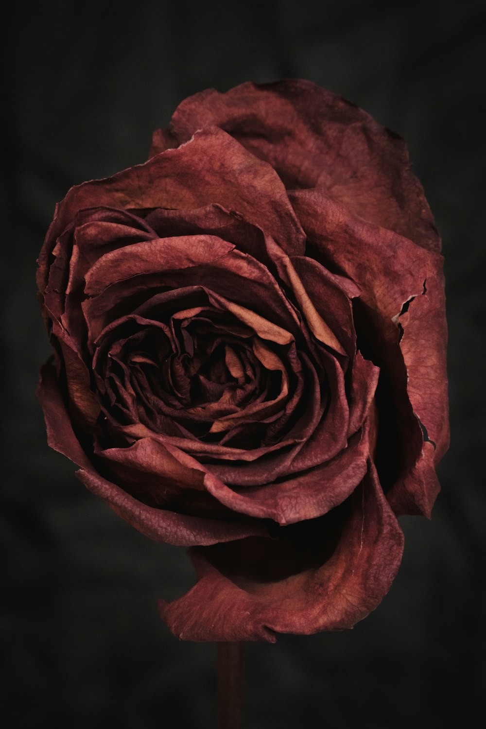 photo of red rose