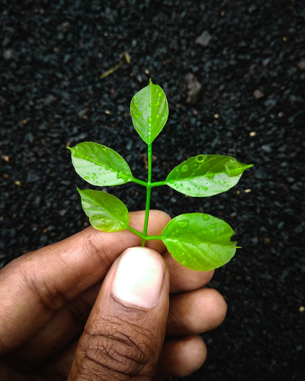 person holding green plant