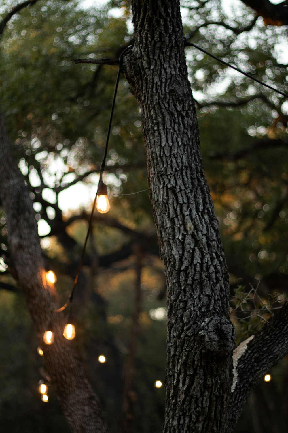 photo of tree bark photo – Free Tree trunk Image on Unsplash