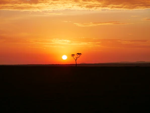 A serene sunrise over an untouched African savannah, with a lone acacia tree silhouetted against the golden sky.