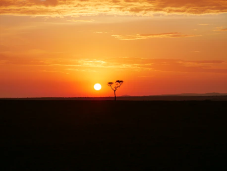 A vibrant sunrise over the Serengeti plains with a silhouette of a lone acacia tree.