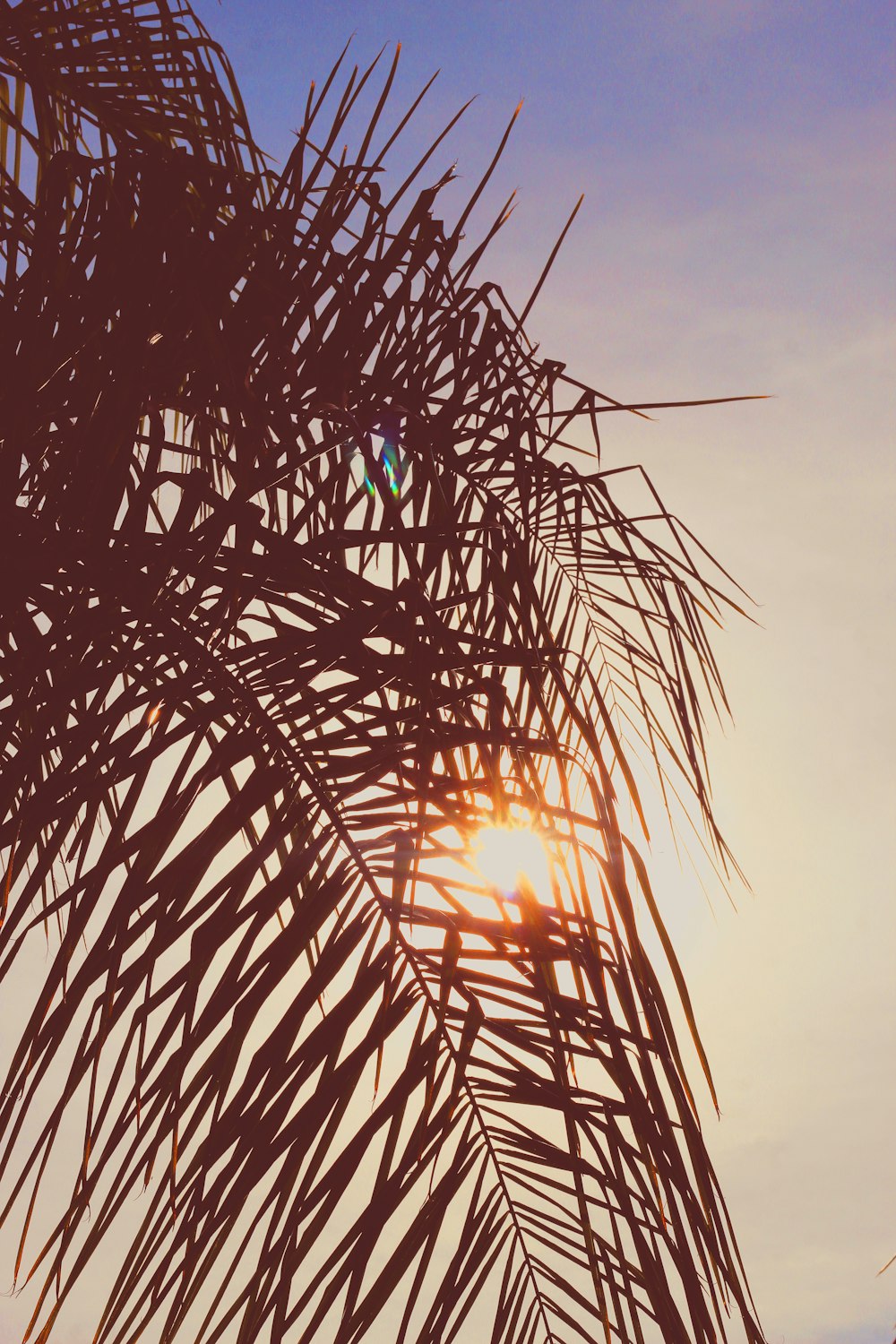 silhouette of palm tree sunset