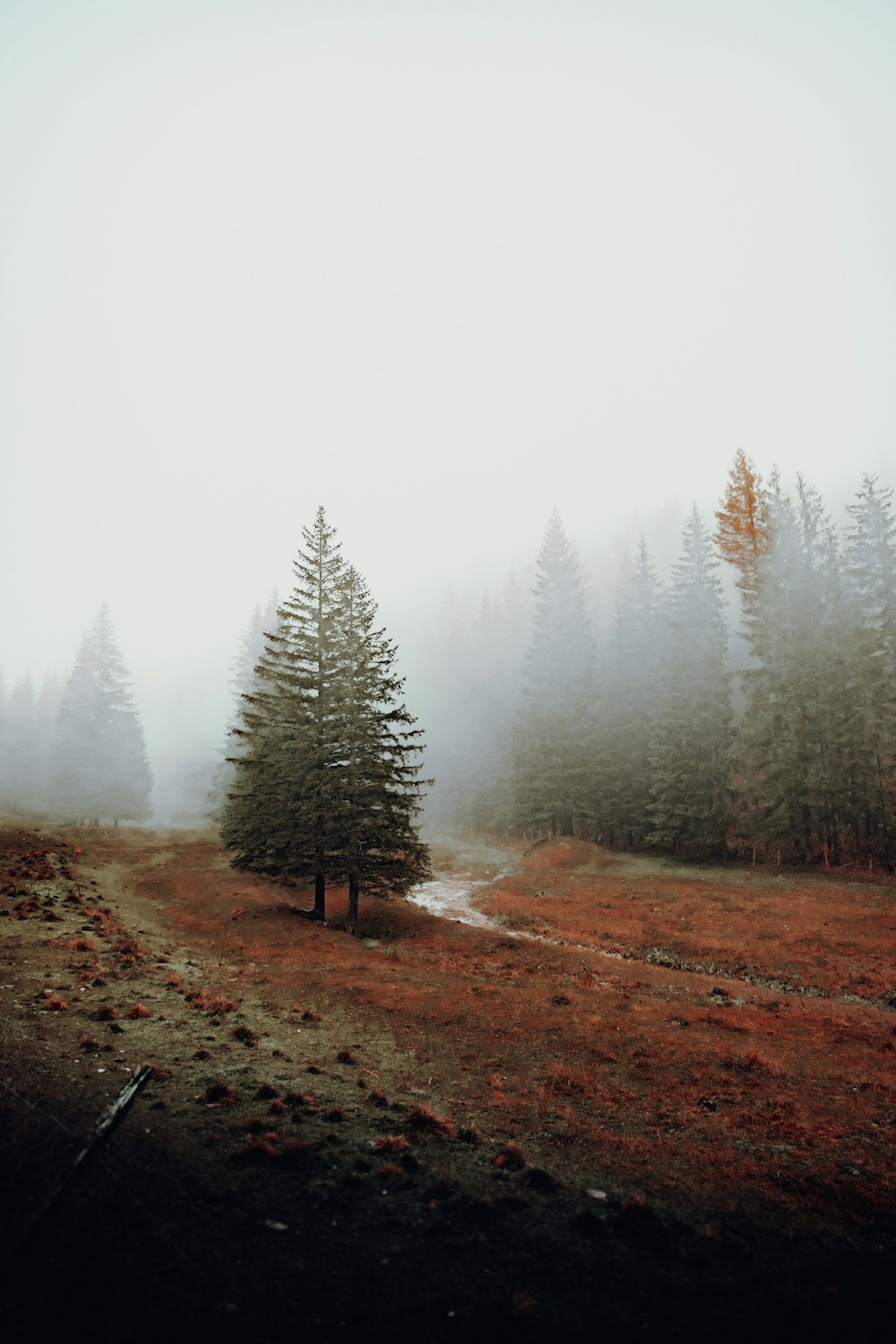Foggy Wood Pictures Download Free Images on Unsplash Foggy Wood Pictures Download Free Images on Unsplash