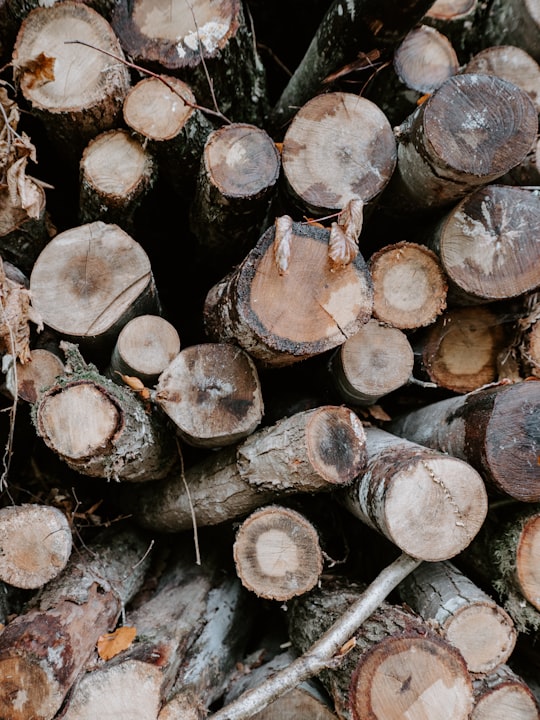 brown logs in Forêt de Fontainebleau France