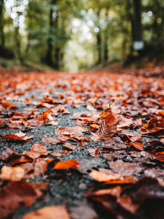 dried leaves in Forêt de Fontainebleau France