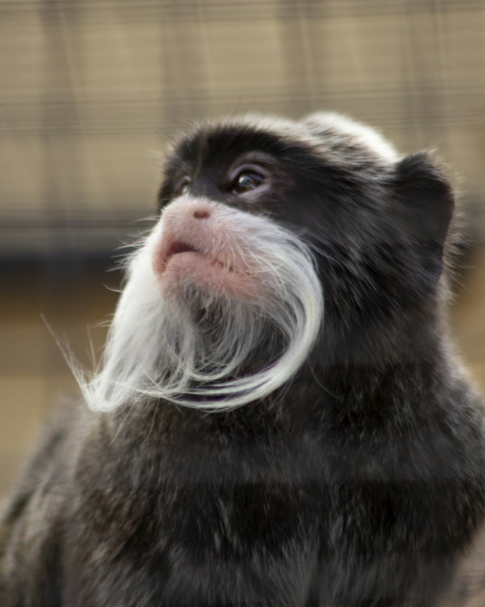 selective-focus photography of black and white monkey looking into right