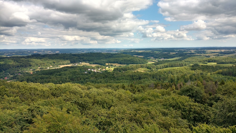 landscape photography of green-leaved trees