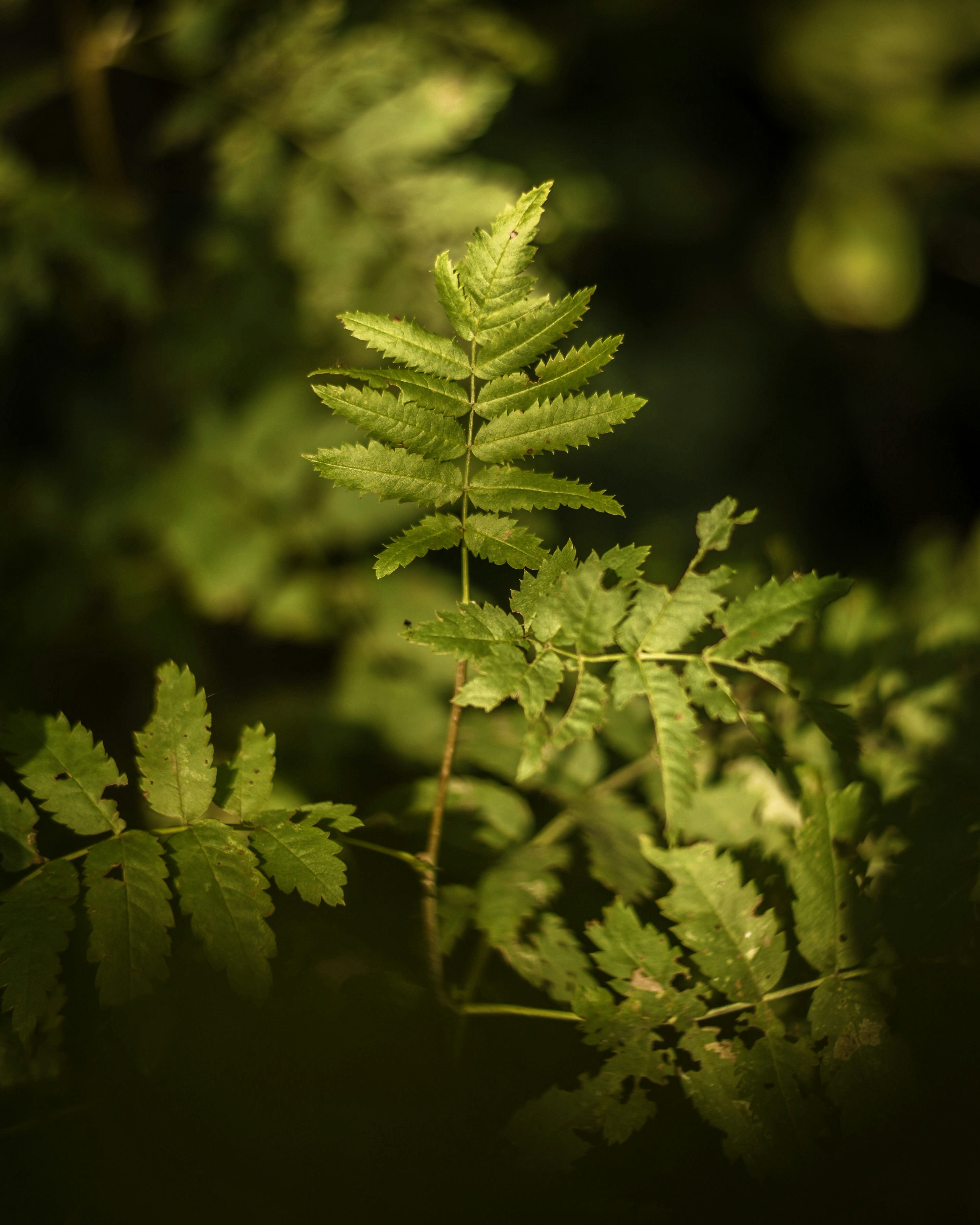 Photo by karliszalans