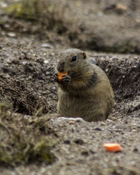 brown rodent eating food