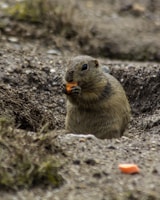 Golang 알아두면 좋은 Tip - 3